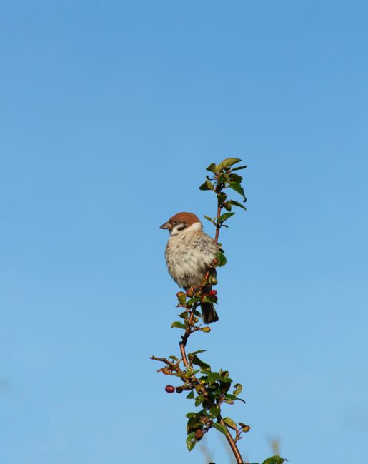 A small sparrow perched on the top of a thin, leafy branch with green and reddish-brown berries, set against a clear blue sky background. The bird has a brown crown, beige underparts, and a short, poi