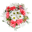 Radiating freshness and optimism, this expertly crafted bouquet calls to mind the bright promise of Plumstead's spring mornings. At its heart, crisp white daisies with lively green centers shine brightly, surrounded by clouds of plush, coral-pink carnations whose ruffled edges lend vibrance and energy. Scattered through the blossoms are airy sprays of baby's breath-gypsophila-that add a whimsical, almost dreamlike quality to the palette. Nestled within, delicate alstroemeria buds with subtle purple and pink streaks suggest future blooms and a quiet excitement, much like discovering a hidden garden off Plumstead Road. The foundation of silvery eucalyptus leaves and deep emerald greenery creates depth and contrast, making the floral colours pop even more energetically. Every stem has been placed with care to form a well-balanced, circular display, exuding gentle celebration-perfect for marking birthdays, expressing gratitude, or simply brightening someone's stretch of SE18. The bouquet feels at once abundant and light, its scent carrying hints of green fields and soft earth, a reminder of Plumstead's natural beauty and community spirit. Hand-arranged by skilled local florists, this arrangement brings a piece of local joy into every home across the neighbourhood.