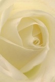 This intimately framed image draws you deep into the heart of a pristine cream-white rose, as though you are nestled within its unfolding petals along a serene Plumstead lane. Each petal unfurls in a soft, spiraled embrace, its texture a dream of cool silk brushed by the earliest rays of sunlight. Muted shadows curl between layers, hinting at the bloom's hypnotic depth and the subtle artistry guiding each curve. The atmosphere evokes peace and gentle admiration-like the quiet, comforting moments that punctuate life in Plumstead near Winn's Common or Swingate Lane. A breath of fragrance, understated and sweet, seems to linger-much like a whispered lullaby of hope and new beginnings. The rose captures a balance of tenderness and strength, its luminous petals both delicate in their translucency and resolute in their perfect order, echoing the wisdom and care of local florists. Ideal for bouquets meant to soothe sorrow, express admiration, or mark important milestones, this flower becomes a living testament to the subtle power of beauty and emotion woven into every arrangement. The sensory experience is all-encompassing-a narrative as uplifting and sincere as the community that inspires it.